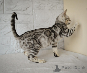 Foto №1. bengal katzenrasse - zum Verkauf in der Stadt Kristianstad | 750€ | Ankündigung № 153262