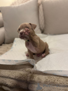 Foto №4. Ich werde verkaufen american bully in der Stadt Villingen-Schwenningen.  - preis - 1000€