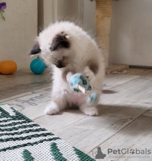 Foto №2 zu Ankündigung № 72818 zu verkaufen ragdoll-katze - einkaufen Finnland quotient 	ankündigung, züchter