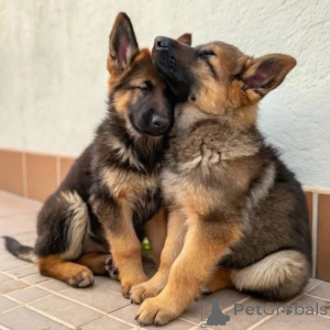 Foto №1. deutscher schäferhund - zum Verkauf in der Stadt München | verhandelt | Ankündigung № 158379
