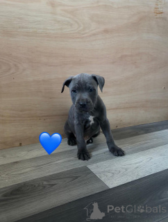 Foto №3. Staffordshire Bullterrier pentuja. Finnland