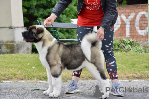 Foto №1. amerikanischer akita - zum Verkauf in der Stadt Kiew | 2€ | Ankündigung № 59153