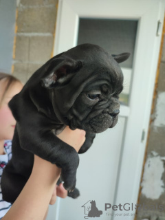 Zusätzliche Fotos: welpen der französischen bulldogge zu verkaufen