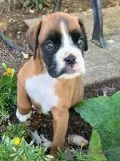 Foto №2 zu Ankündigung № 165798 zu verkaufen deutscher boxer - einkaufen Italien quotient 	ankündigung, züchter