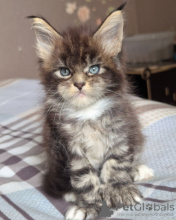 Foto №1. maine-coon-katze - zum Verkauf in der Stadt Paris | verhandelt | Ankündigung № 114043