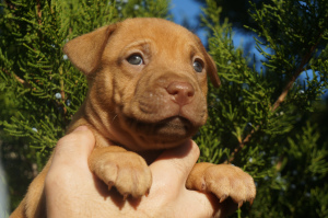 Foto №1. american pit bull terrier - zum Verkauf in der Stadt Cherson | 600€ | Ankündigung № 3879