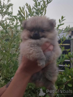 Foto №4. Ich werde verkaufen pommersche spitz in der Stadt Loznica. quotient 	ankündigung - preis - verhandelt