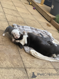 Foto №2 zu Ankündigung № 131472 zu verkaufen englische bulldogge - einkaufen Belgien quotient 	ankündigung, züchter