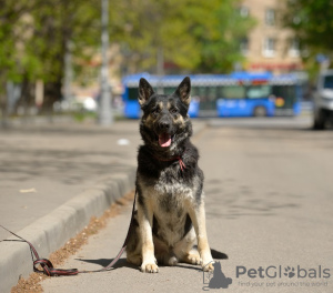 Foto №2 zu Ankündigung № 7885 zu verkaufen osteuropäischer schäferhund - einkaufen Russische Föderation quotient 	ankündigung
