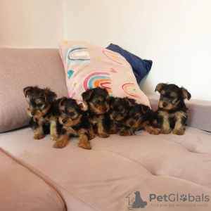 Foto №1. yorkshire terrier - zum Verkauf in der Stadt Tampa | 425€ | Ankündigung № 129575