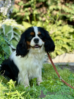 Foto №1. cavalier king charles spaniel - zum Verkauf in der Stadt Minsk | verhandelt | Ankündigung № 171113