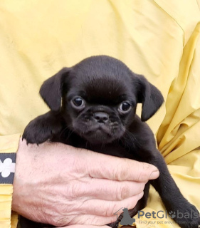 Foto №4. Ich werde verkaufen petit brabançon in der Stadt Daugavpils. quotient 	ankündigung - preis - 500€