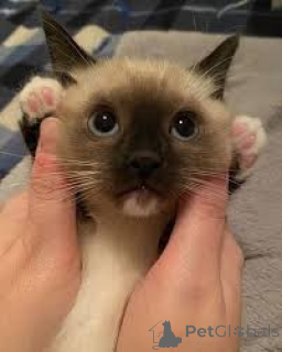 Foto №3. Siamilaiset Kissanpennut Adoptioon. Finnland