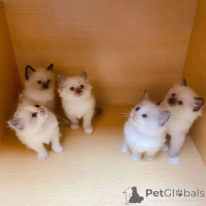 Foto №2 zu Ankündigung № 138377 zu verkaufen ragdoll-katze - einkaufen Australien 