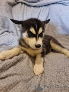 Foto №1. siberian husky - zum Verkauf in der Stadt Garmisch-Partenkirchen | Frei | Ankündigung № 125406