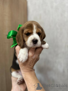 Foto №4. Ich werde verkaufen beagle in der Stadt Taschkent. quotient 	ankündigung - preis - 473€