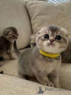 Foto №2 zu Ankündigung № 172718 zu verkaufen schottische faltohrkatze - einkaufen Belgien quotient 	ankündigung, züchter