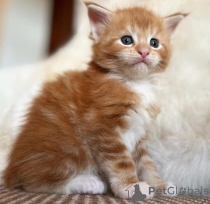 Foto №1. maine-coon-katze - zum Verkauf in der Stadt Berlin | 260€ | Ankündigung № 103775