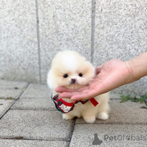 Foto №3. Wunderschöne Pomeranian-Welpen verfügbar. AKC-registrierter Tierarzt,. Belgien