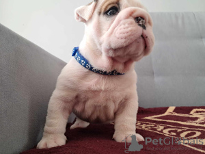 Zusätzliche Fotos: Englische Bulldogge fci