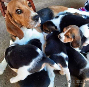 Foto №2 zu Ankündigung № 130516 zu verkaufen beagle - einkaufen Finnland 