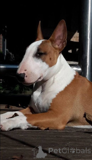 Foto №2 zu Ankündigung № 157042 zu verkaufen bullterrier - einkaufen Deutschland aus dem tierheim, züchter