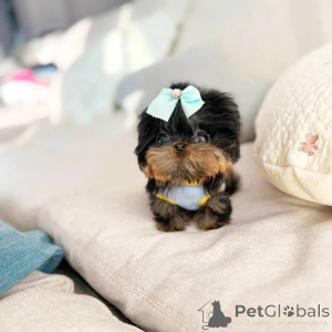 Foto №1. yorkshire terrier - zum Verkauf in der Stadt Alberta Beach | verhandelt | Ankündigung № 168103