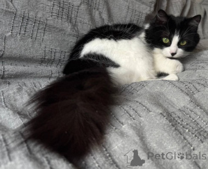 Foto №3. Iris - Luftwolke. Weißrussland