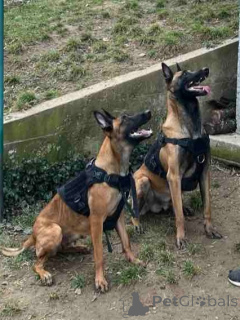 Foto №4. Ich werde verkaufen belgischer schäferhund in der Stadt Belgrad. züchter - preis - verhandelt