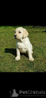 Foto №4. Ich werde verkaufen labradoodle in der Stadt Belgrad.  - preis - verhandelt