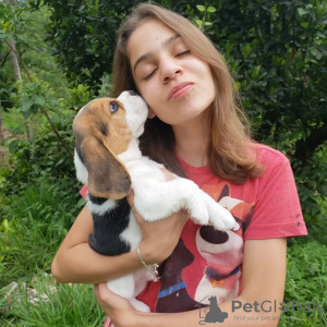 Foto №4. Ich werde verkaufen beagle in der Stadt Гамбург. quotient 	ankündigung - preis - 360€