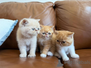 Foto №1. exotische kurzhaarkatze - zum Verkauf in der Stadt Gotha | 350€ | Ankündigung № 173524