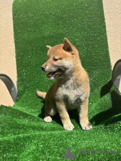 Foto №3. SHIBA INU, hervorragende welpen. Serbien