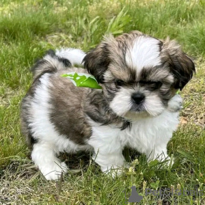 Foto №1. shih tzu - zum Verkauf in der Stadt Iowa City | Frei | Ankündigung № 111385