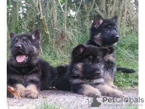 Foto №1. deutscher schäferhund - zum Verkauf in der Stadt Uedem | 400€ | Ankündigung № 119057