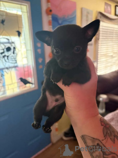 Foto №2 zu Ankündigung № 176227 zu verkaufen chihuahua - einkaufen Deutschland quotient 	ankündigung