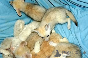 Foto №1.  - zum Verkauf in der Stadt Dubai | verhandelt | Ankündigung № 158679