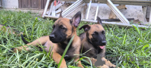 Zusätzliche Fotos: Belgische Malinois-Schäferhundwelpen