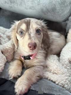 Foto №2 zu Ankündigung № 163657 zu verkaufen dackel - einkaufen Deutschland züchter