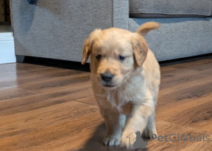 Foto №4. Ich werde verkaufen golden retriever in der Stadt Corby. quotient 	ankündigung - preis - verhandelt