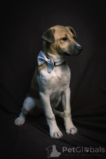 Foto №2 zu Ankündigung № 134948 zu verkaufen mischlingshund - einkaufen Russische Föderation quotient 	ankündigung