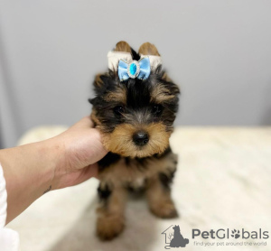 Foto №2 zu Ankündigung № 43043 zu verkaufen yorkshire terrier - einkaufen Finnland züchter