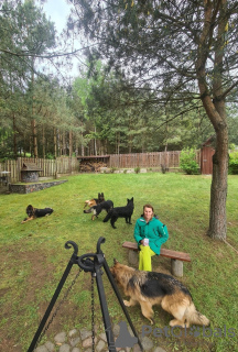 Zusätzliche Fotos: Langhaar Deutscher Schäferhund Welpen aus der Arbeitslinie