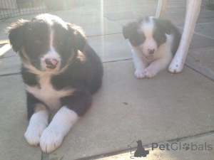Foto №4. Ich werde verkaufen border collie in der Stadt Mlada Boleslav. quotient 	ankündigung, züchter - preis - 1200€