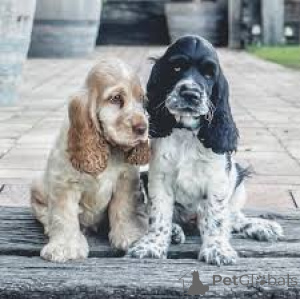 Foto №2 zu Ankündigung № 165663 zu verkaufen english cocker spaniel - einkaufen Frankreich quotient 	ankündigung, züchter