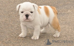 Foto №1. englische bulldogge - zum Verkauf in der Stadt Stockholm | 237€ | Ankündigung № 117966