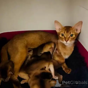 Foto №2 zu Ankündigung № 167266 zu verkaufen abessinierkatze - einkaufen Deutschland quotient 	ankündigung