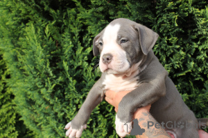 Foto №3. American Bully Pocket ABKC GrChampions. Polen