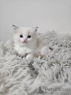 Foto №2 zu Ankündigung № 173285 zu verkaufen ragdoll-katze - einkaufen Polen quotient 	ankündigung, züchter