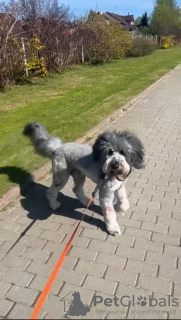 Foto №3. Blaue Sheepadoodle-Welpen. Deutschland